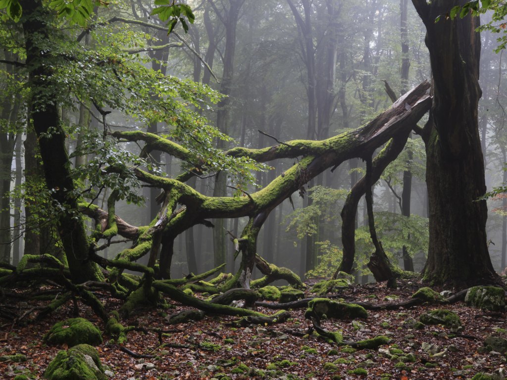 Totholz (Foto: NP Hunsrück-Hochwald / K. Funk)